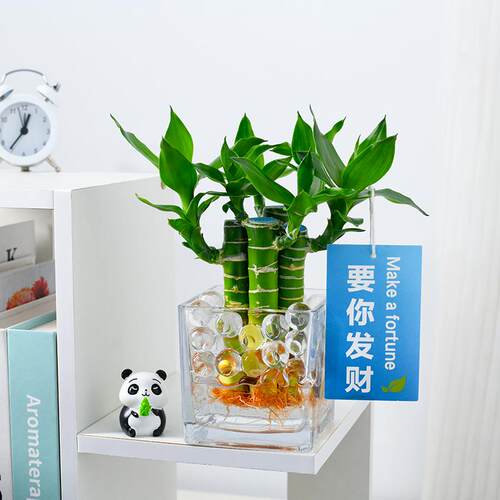 富贵竹水培植物水养文昌竹室内发财招财步步高升转运竹子花卉盆栽 - 图0