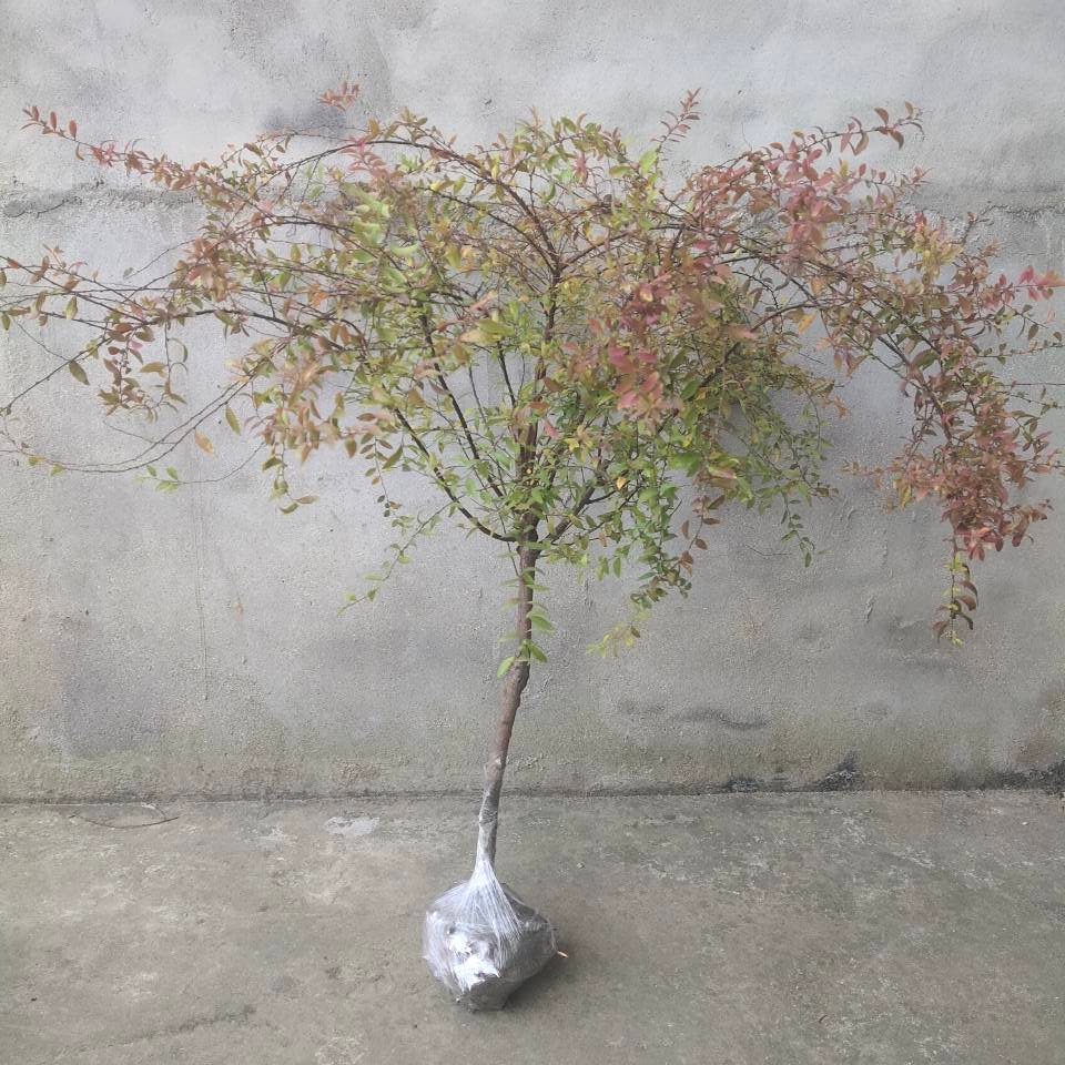 雪柳植物喷雪花苗盆栽花卉绿植珍珠梅绣线菊大苗雪柳叶鲜枝条雪梅 爱鉴花智能清新生活