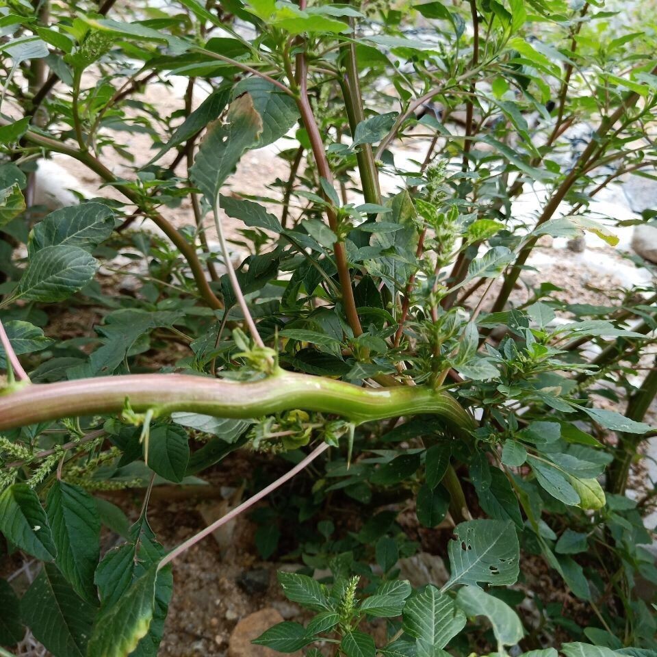 野外自生现挖红刺苋根汉菜梗带筋苋菜猪母刺菜新鲜马屎苋农家铁苋-图2