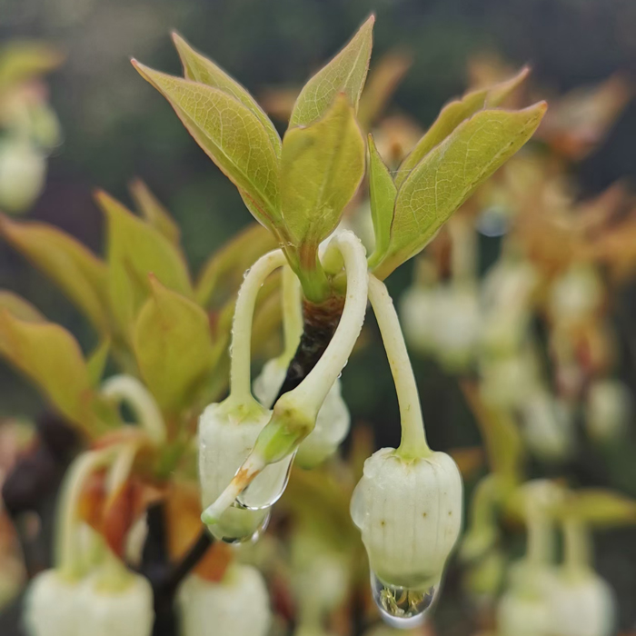 2022春茶信宜特产大雾岭野生茶绿茶100g独立包装高山野茶新茶崖茶