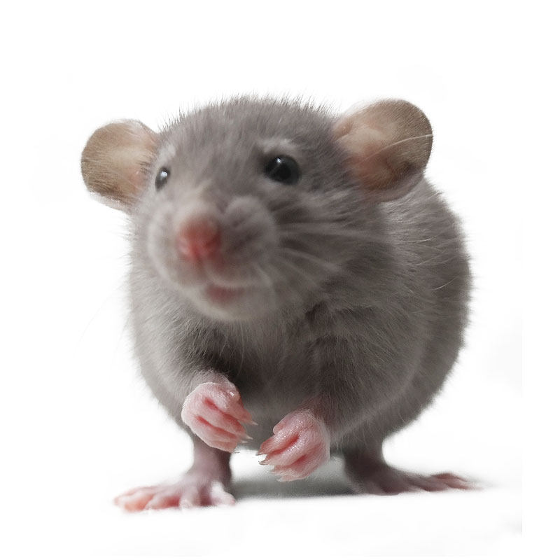 麦克斯花枝鼠活物活体宝宝大体宿舍小宠物用品笼飞象耳家养幼鼠,淘宝优惠券,粉丝福利购,淘宝优惠卷