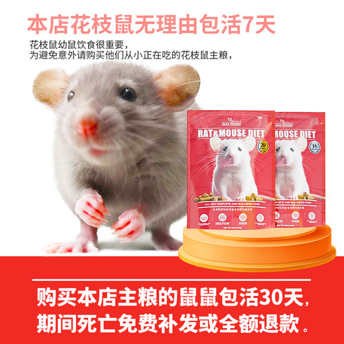 麦克斯花枝鼠活物活体宝宝大体宿舍小宠物用品笼飞象耳家养幼鼠 - 图0