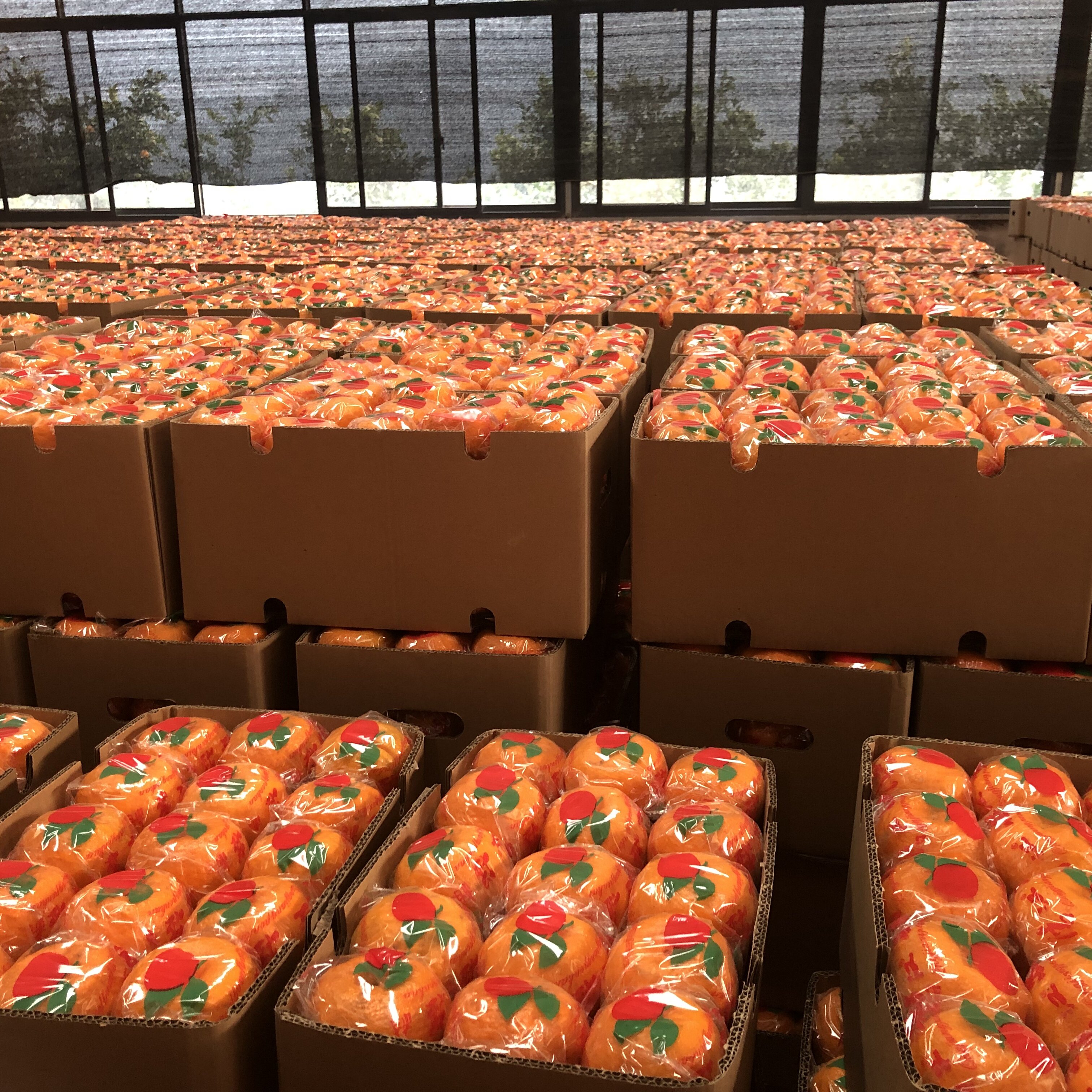 湖北宜昌长阳清江椪柑正宗岩松坪椪柑特级装新鲜孕妇水果11斤超特,淘宝优惠券,粉丝福利购,淘宝优惠卷