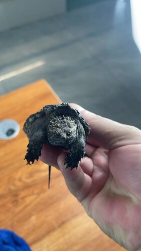 原种佛鳄龟大头小亚成大头大亚成观赏龟深水龟原种佛鳄苗子宠物龟 - 图2