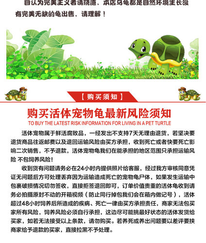 原种佛鳄龟大头小亚成大头大亚成观赏龟深水龟原种佛鳄苗子宠物龟 - 图3