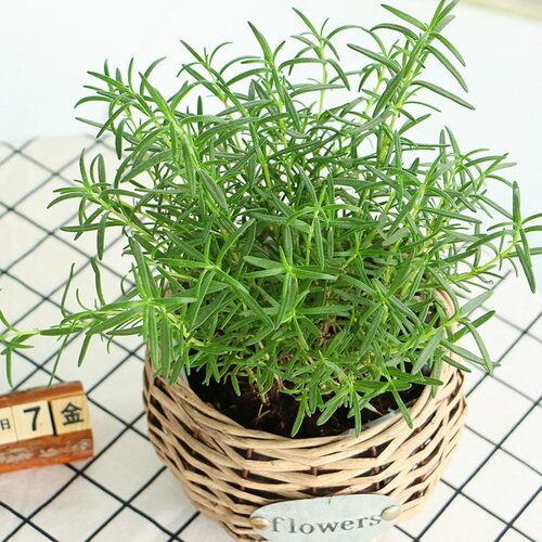 【澳洲老爸】新鲜迷迭香100g迷失香牛排配料调料西餐香料 - 图0