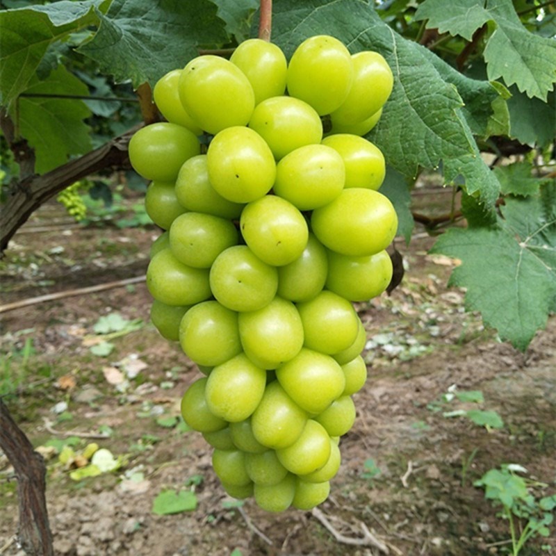 南方种植阳光玫瑰葡萄树苖大北方庭院爬藤特大无籽盆栽嫁接葡萄苗 - 图2