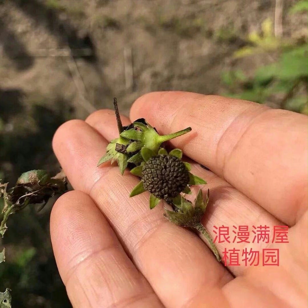 新采摘中药材 旱莲草种子 墨旱莲 鳢肠草 芨芨草 阳台盆栽 包邮 - 图1
