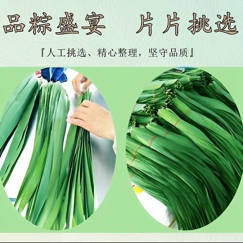 【精品100片】特大号 粽叶新鲜粽子叶芦苇叶端午包粽子专用粽子叶 - 图2