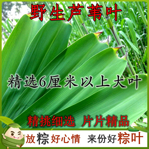 【精品100片】特大号 粽叶新鲜粽子叶芦苇叶端午包粽子专用粽子叶 - 图1