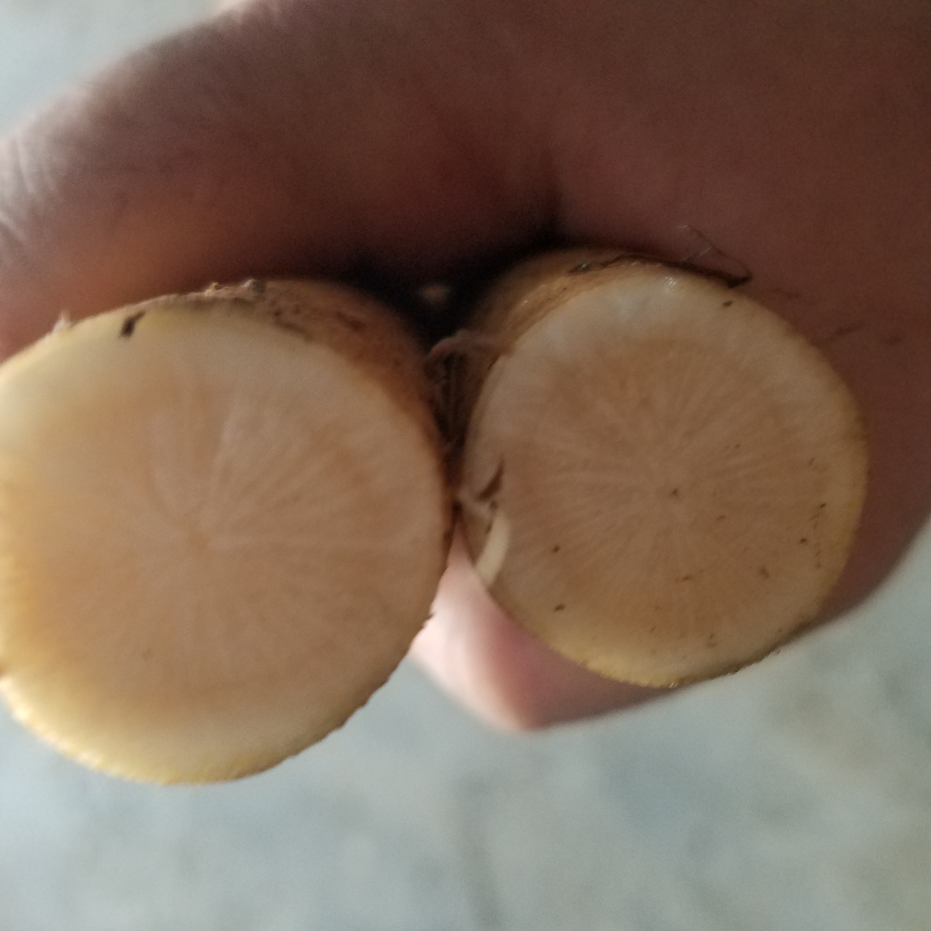 山东新鲜现挖5斤黄金牛蒡牛蒡根牛膀片牛榜牛蒡新鲜野生黄金牛膀高清大图