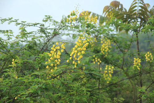 四角山自产百花蜜深山土蜂蜜中华野山蜂成熟原蜜野花蜜 买3送1 - 图0