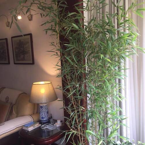 竹子苗四季常青植物庭院种植观赏景观竹金镶玉竹室外黄金竹盆栽竹 - 图1