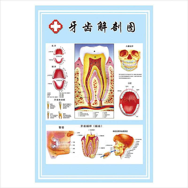 口腔医院诊所牙科门诊海报挂图牙齿结构解剖装饰墙贴知识宣传挂画