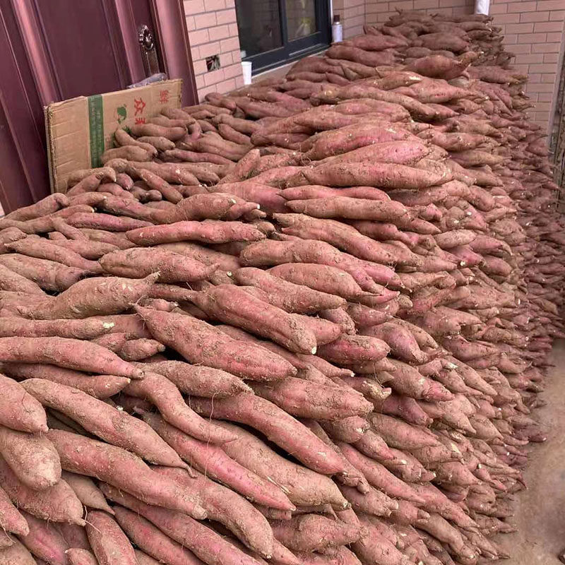 板栗陕西农家自种沙地新鲜红薯 陆鲜生番薯