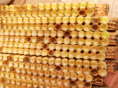 东北百花椴树速冻蜂王浆蜂皇浆蜂场直发500g鲜活滋补 - 图3