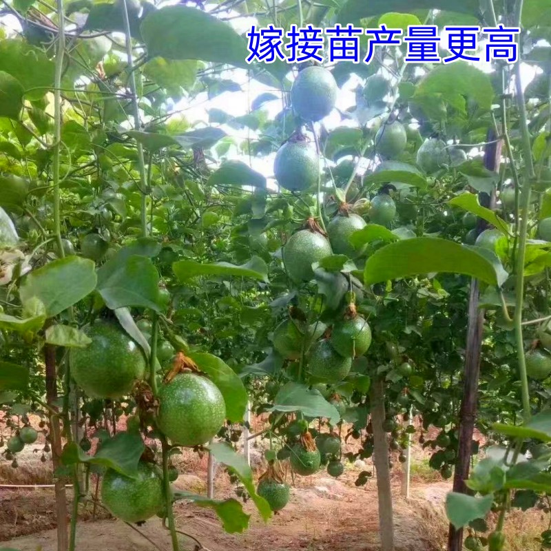 钦蜜9号百香果树果苗纯甜黄金树苗庭院盆栽种植当年结果带土四季 - 图1