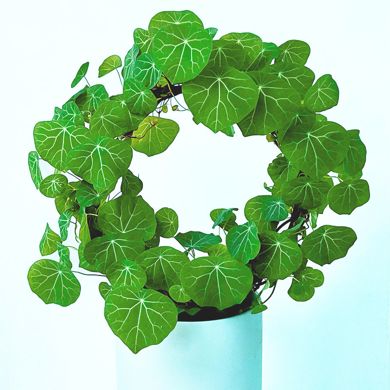 铁艺造型爬藤架防倒支撑架支架山乌龟花盆阳台绿植盆景架雪莹花架,淘宝优惠券,粉丝福利购,淘宝优惠卷