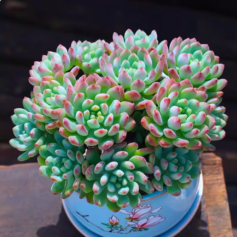 超大蓝苹果老桩多肉植物巨型稀有贵货蓝精灵阳台盆栽新手好养绿植,淘宝优惠券,粉丝福利购,淘宝优惠卷