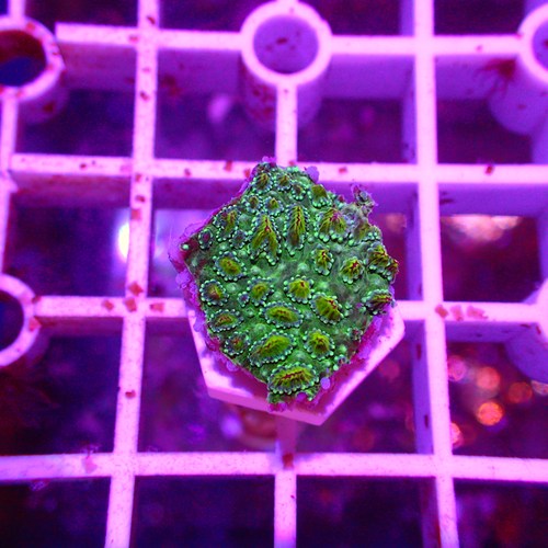 恶魔糖森林大火马提花皇家提灯红花豆丁M属微孔人工繁殖瓦片珊瑚 - 图1