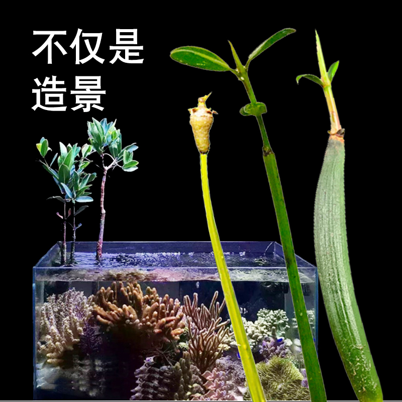 厚沙红树系统 海缸植物水陆缸红树种子 水笔仔 角果木 红海榄带根 - 图0