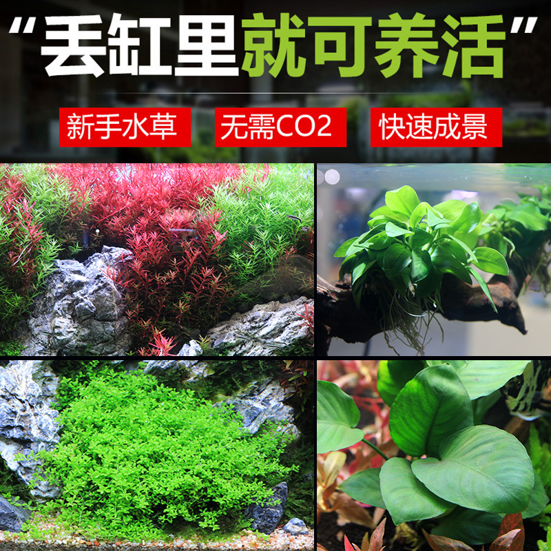 鱼缸造景套餐阴性水榕沉木活体真水草淡水无土植物增氧趴地矮珍珠-图0