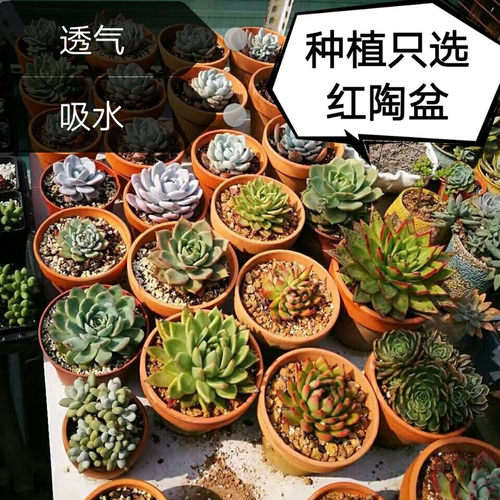 红陶花盆多肉花盆绿萝室内家用粗陶泥瓦盆透气兰花专用盆清仓包邮 - 图1