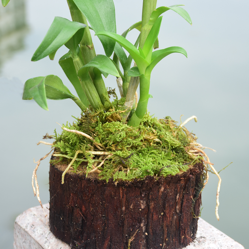 江楠枫 踏雪寻梅石斛树桩铁皮石斛苗办公室内绿植小植物球兰盆栽