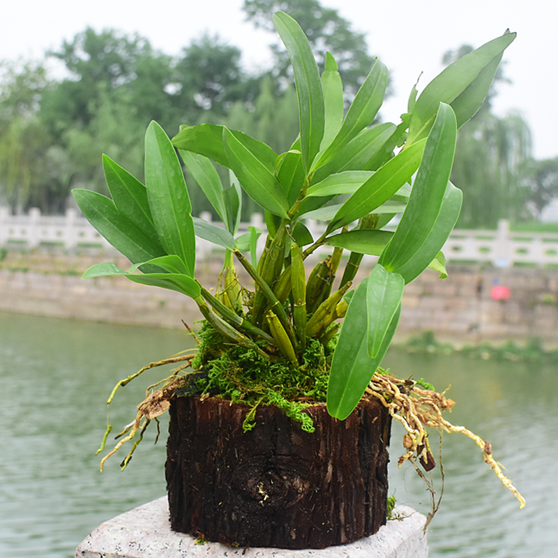 江楠枫 刹那芳华石斛树桩铁皮石斛苗办公室内绿植小植物兰花盆栽