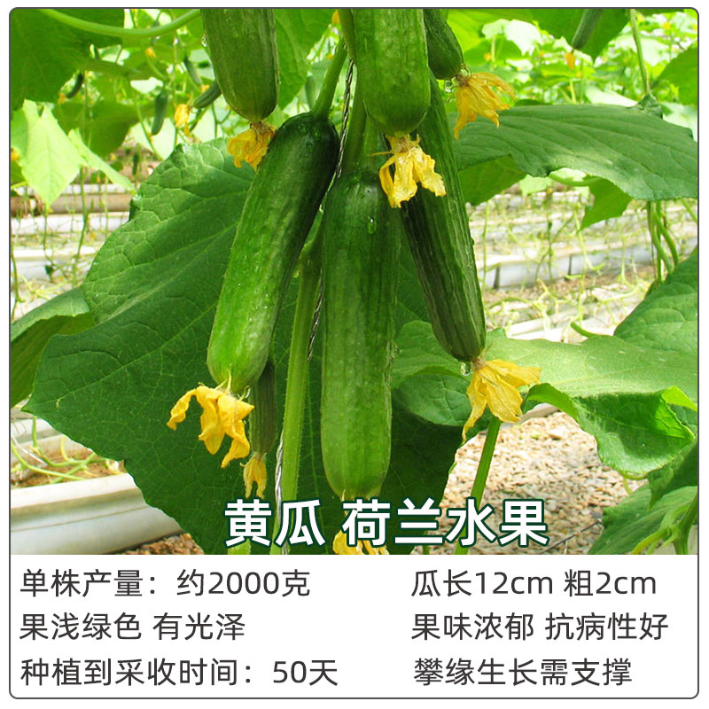 蔬菜苗番茄黄瓜秋葵西兰花荷兰豆阳台种菜庭院盆栽四季种春季种 - 图0