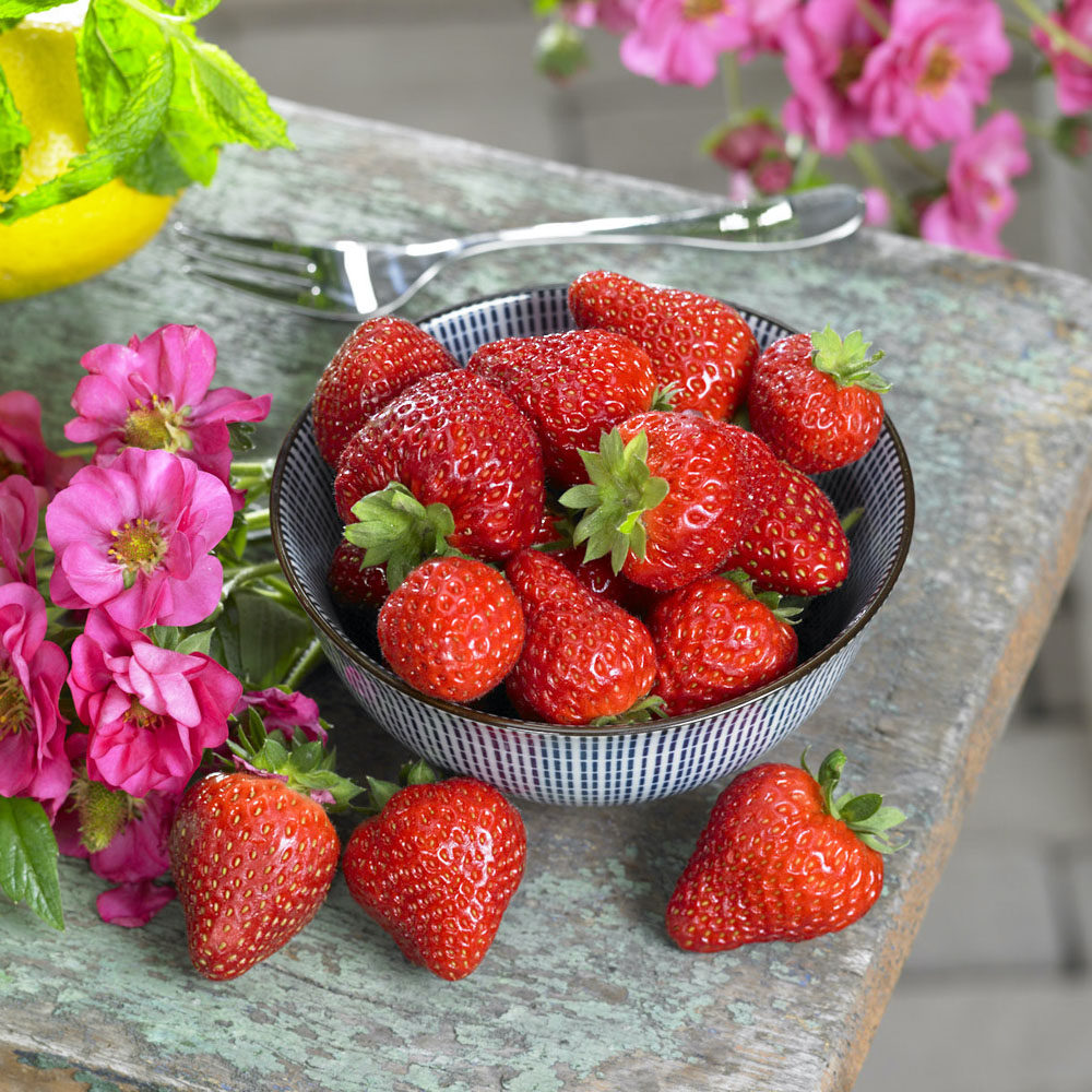 2盆草莓苗秧盆栽带土奶油穴盘大苗红颜阳台庭院室内外家种盆栽,淘宝优惠券,粉丝福利购,淘宝优惠卷