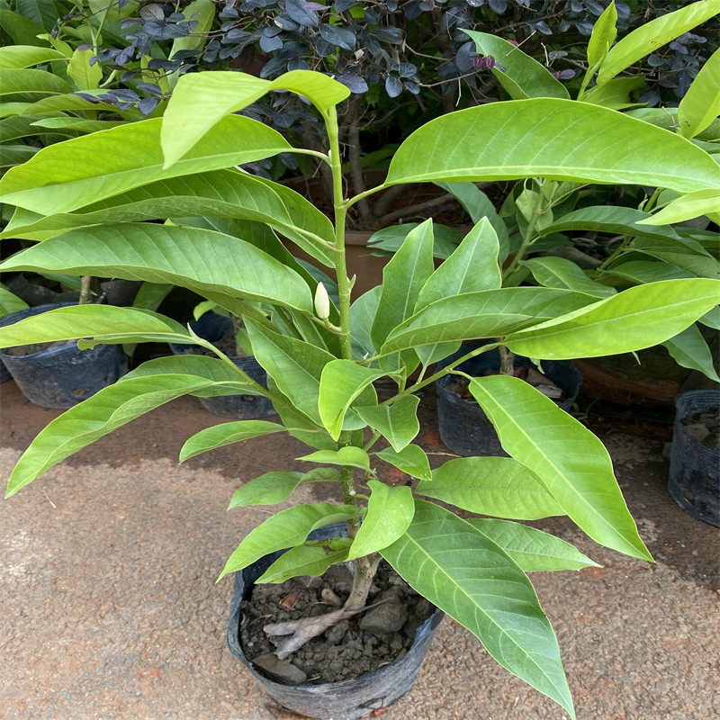 白兰花玉兰盆栽地栽树苗四季浓香型花卉植物室内外阳台庭院绿植-图1