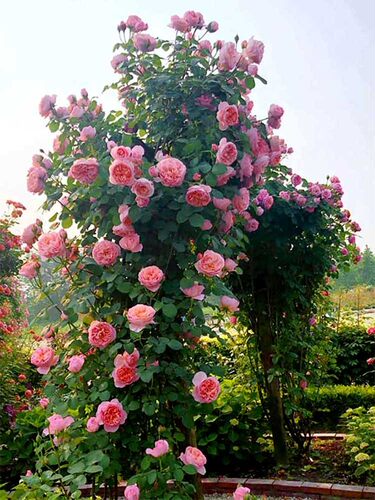 藤本月季花苗特大花庭院浓香爬藤花盆栽地栽花卉开花玫瑰花苗 - 图2