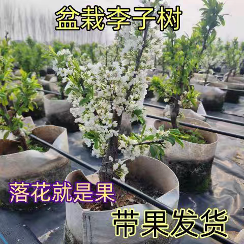 矮化盆栽李子树苗嫁接李子苗盆栽地栽南北方种植当年结果 - 图1