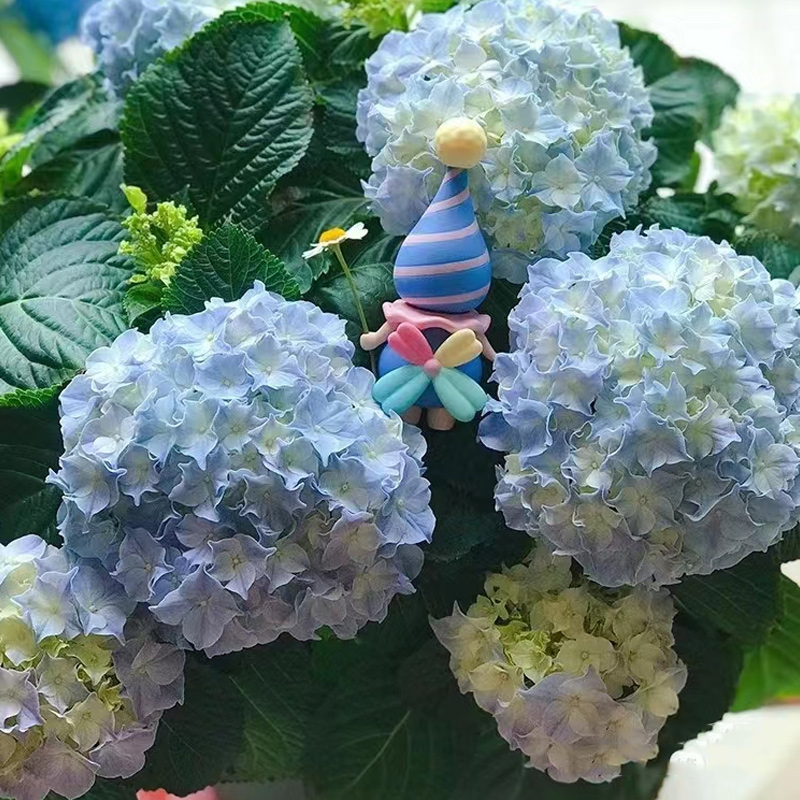 绣球花苗植物无尽夏开花四季开花盆栽花卉植物室内易养活阳台庭院-图2