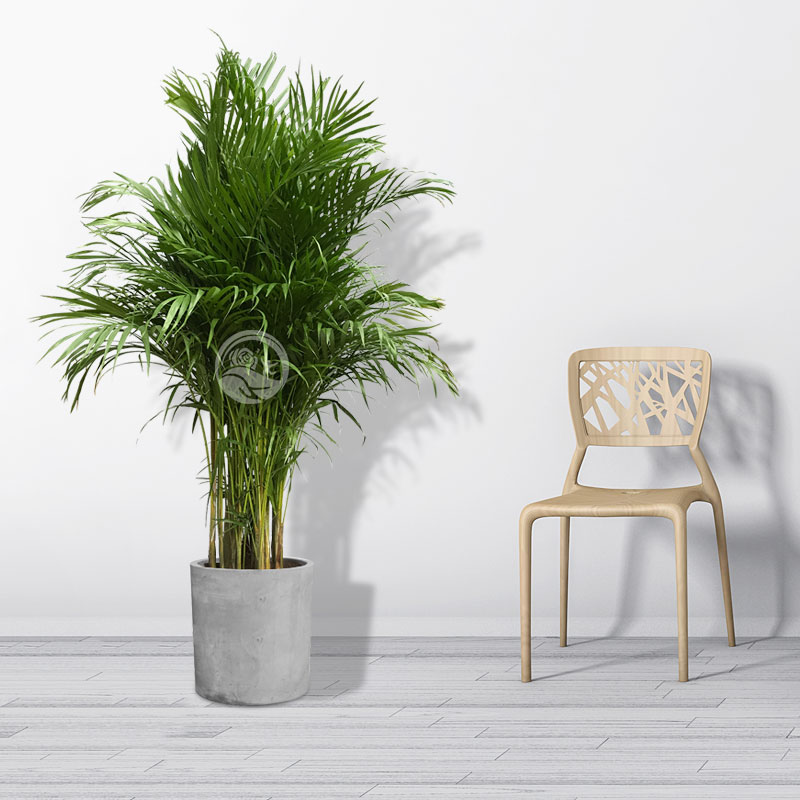 散尾葵国王椰富贵椰树室内外植物大型绿植客厅净化空气吸甲醛重庆 - 图0