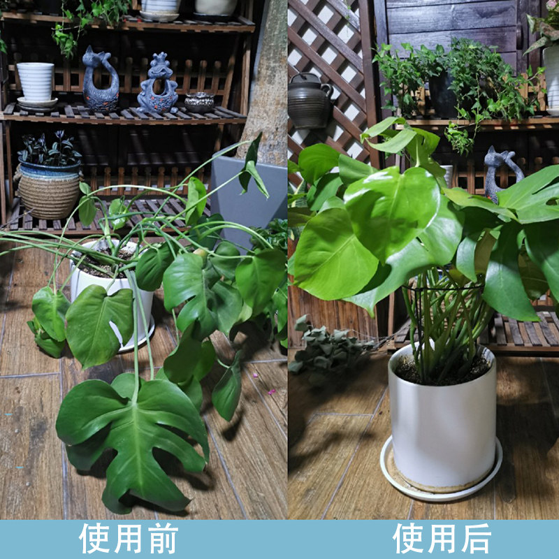 铁艺园艺支架防倒花支柱弧形龟背竹天堂鸟花架绣球蔬果爬藤支撑架,淘宝优惠券,粉丝福利购,淘宝优惠卷