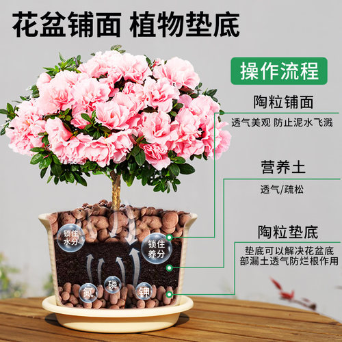 球形陶粒铺垫球形花卉陶粒无土栽培土培铺底排水层多肉盆底铺面 - 图0