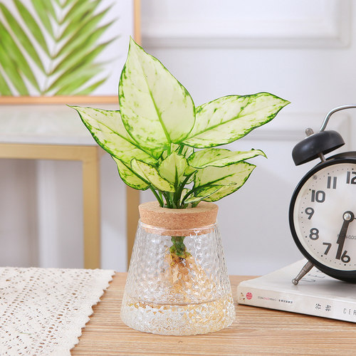 吉利红盆栽水培如意皇后白象绿植办公室内桌摆观叶植物工位易养花 - 图2