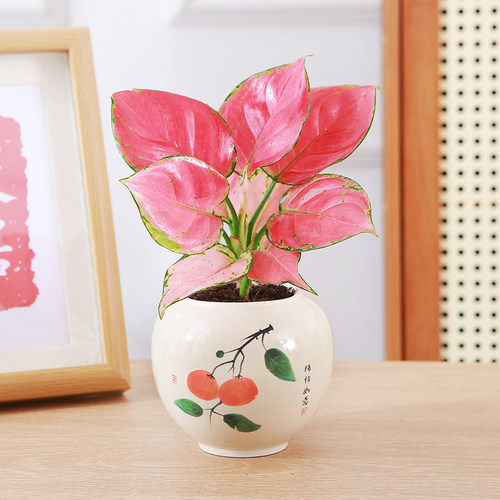 吉利红盆栽水培如意皇后白象绿植办公室内桌摆观叶植物工位易养花 - 图0