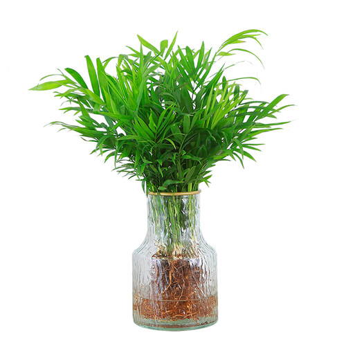 袖珍椰子水培植物富贵椰子盆栽绿植室内水养花卉散尾葵观叶小盆景 - 图3