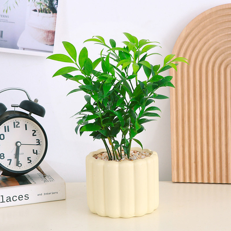 驱蚊竹柏水培室内观叶易养水养花卉绿植四季常青小盆栽办公室工位,淘宝优惠券,粉丝福利购,淘宝优惠卷