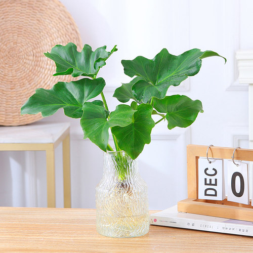 春羽水培盆栽办公室桌面水养观叶绿植新手好养活绿色植物室内盆栽 - 图1