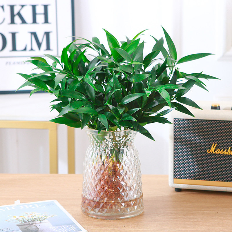 驱蚊竹柏水培室内观叶易养水养花卉绿植四季常青小盆栽办公室工位,淘宝优惠券,粉丝福利购,淘宝优惠卷