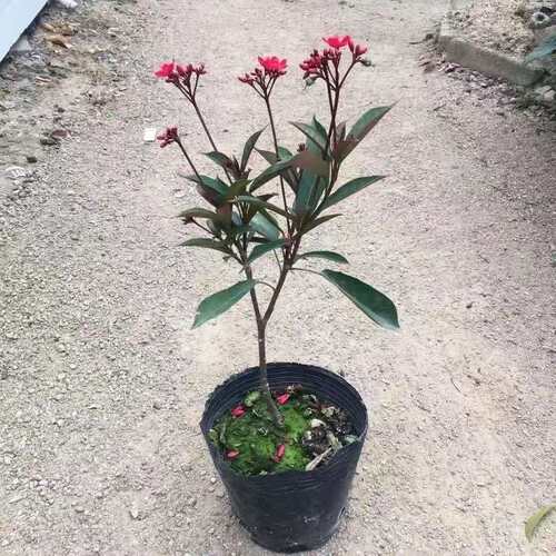 包邮四季开花琴叶珊瑚易活植物日日樱花朵似樱花庭院阳台四季常绿 - 图1