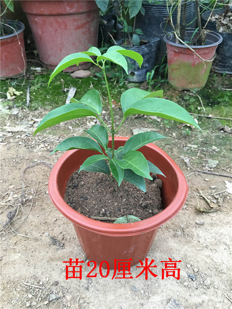 包邮开花爬藤植物蒜香藤紫铃藤四季常绿藤状灌木花期逐渐变三色 - 图3