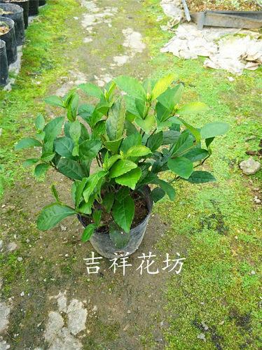 包邮带花发货 珠兰金粟兰鱼子兰鸡爪兰 姿态优美庭院阳台盆栽植物 - 图2