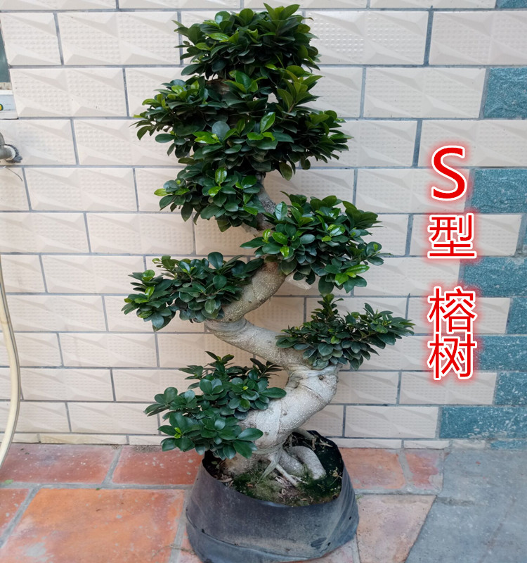 大型小叶榕树树桩 S造型榕树盆景盆栽 绿植室外庭院阳台观茎植物 - 图1