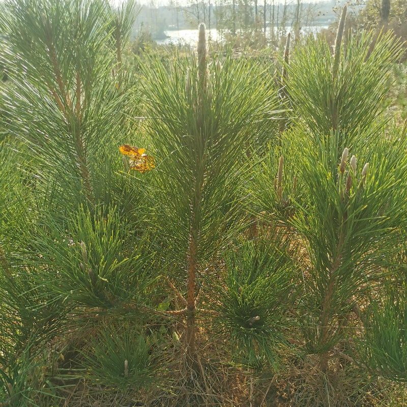 绿化苗木日本黑松小苗庭院黑松苗黑松树苗四季常青盆景植物松树苗 - 图3