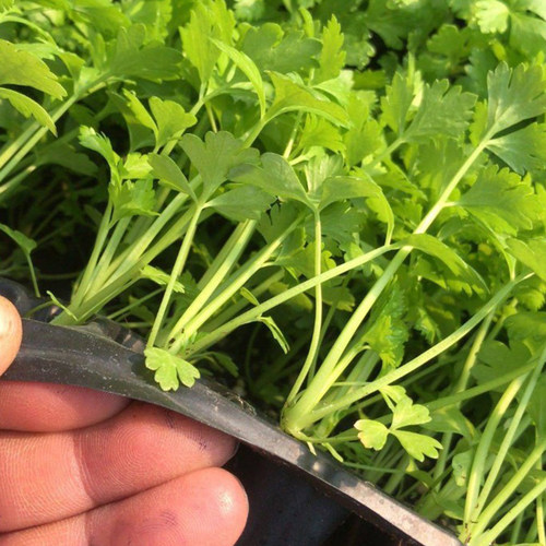 芹菜苗幼苗芹菜秧子苗蔬菜苗西芹秧苗根盆栽蔬菜苗阳台四季播 - 图0